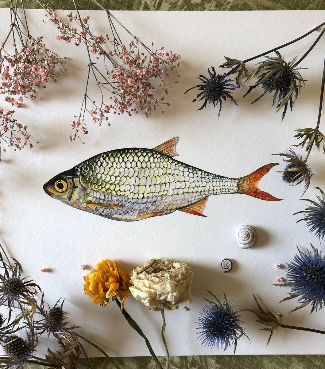 Common rudd | maria mayrhofer