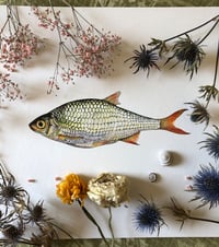 Image 1 of Common rudd 