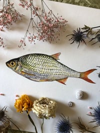 Image 2 of Common rudd 