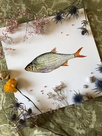 Image 3 of Common rudd 