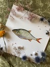 Common rudd 