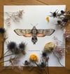 Hummingbird hawkmoth