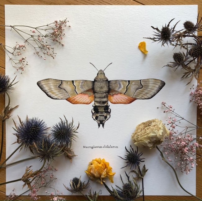 Hummingbird hawkmoth