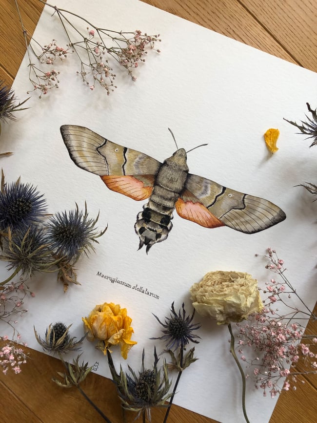 Hummingbird hawkmoth