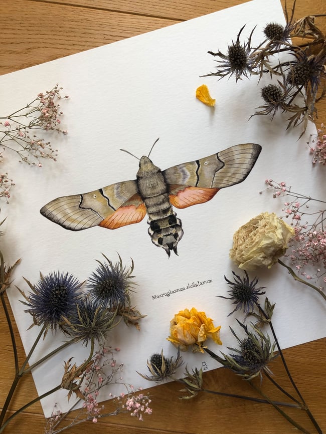 Hummingbird hawkmoth