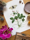 Parnassius with strawberries