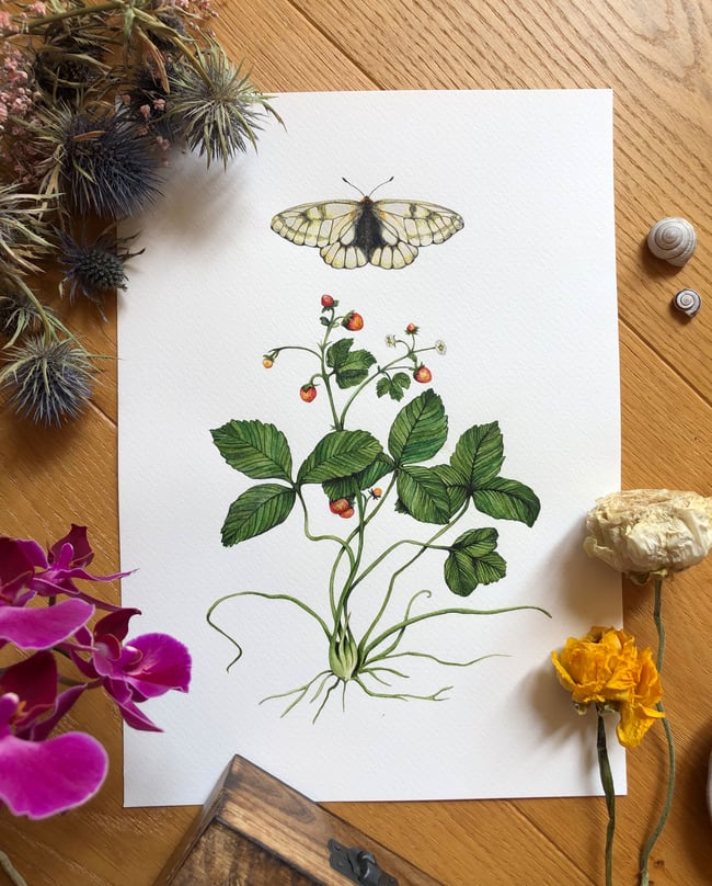 Parnassius with strawberries