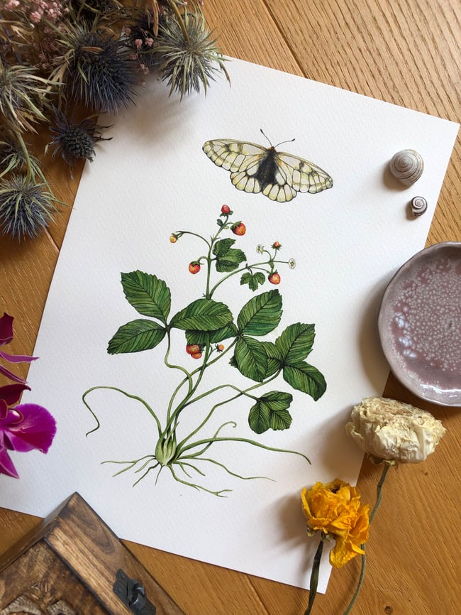 Parnassius with strawberries