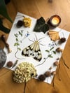 Moth and Veronica