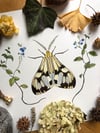 Moth and Veronica