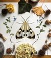Moth and Veronica