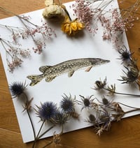 Image 2 of Northern Pike