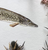 Image 3 of Northern Pike