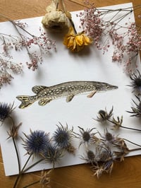 Image 4 of Northern Pike