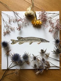 Image 1 of Northern Pike