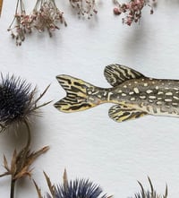 Image 5 of Northern Pike