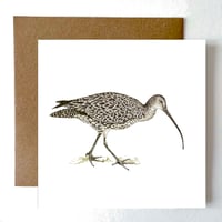 Image 1 of CURLEW BLANK CARD