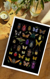 Image 3 of Insect Art Print with Moths Butterflies & Beetles Black