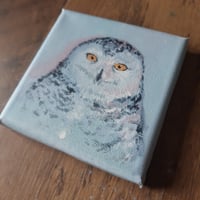 Image 2 of Snowy Owl