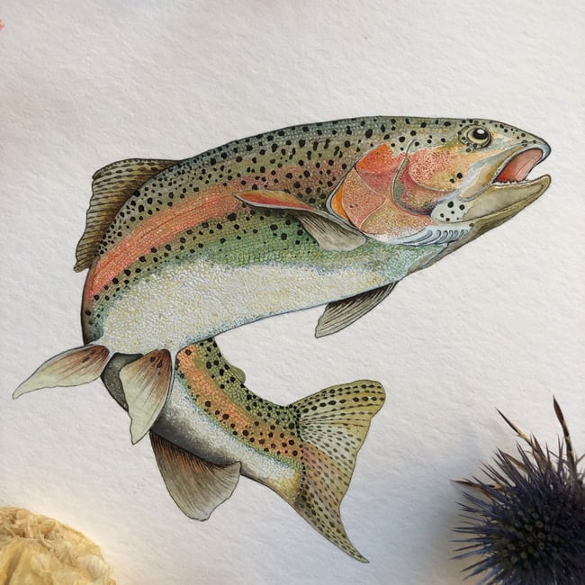 Rainbow trout 