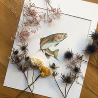 Image 1 of Rainbow trout 