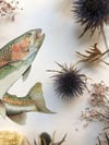 Rainbow trout 