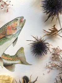 Image 4 of Rainbow trout 