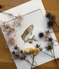 Image 3 of Rainbow trout 