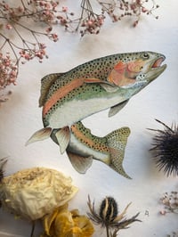 Image 5 of Rainbow trout 