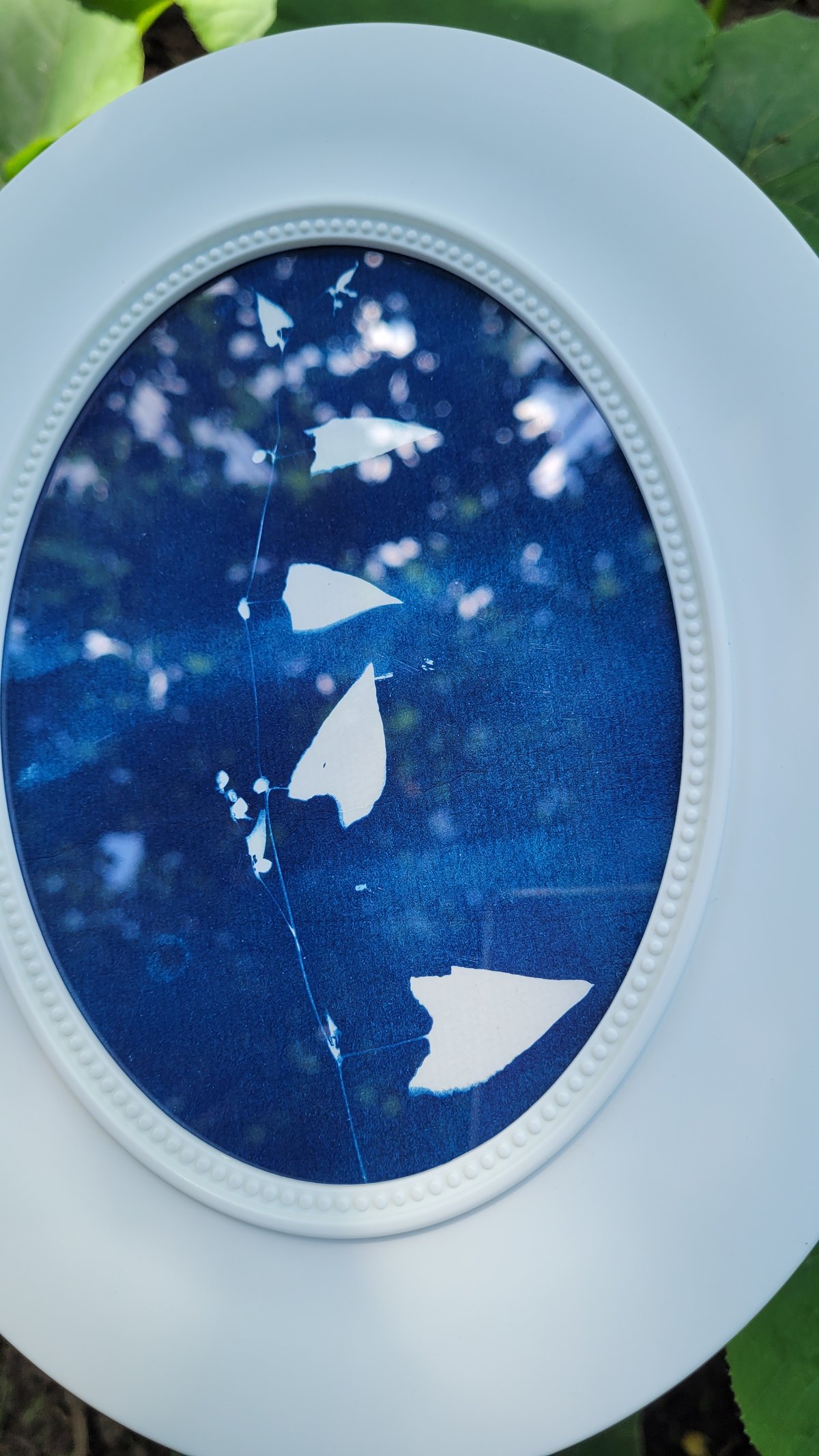 Image of Field bindweed print