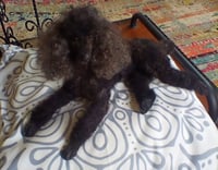 Image 2 of 9""Black poodle