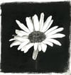 Daisy - Charcoal on White Paper - 8x10