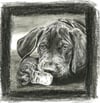 Ice Cube Puppy - Charcoal on White Paper - 8x10