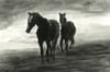 Two Horses - Wet Charcoal on White Paper - 9x12