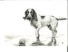 Beach Pup - Charcoal on White Paper - 8x10