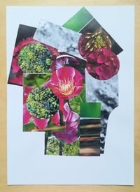 PLANTY COLLAGE 1 