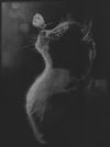 Cat and Butterfly - White Charcoal on Black Paper - 9x12