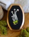 Enoki Mushrooms