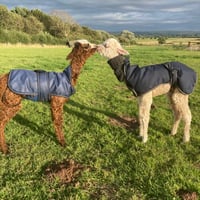 Image 2 of Knitting & Fibre workshop at Tickenham, Cadbury Alpacas Saturday September 30th 3-5.30pm