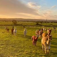 Image 3 of Knitting & Fibre workshop at Tickenham, Cadbury Alpacas Saturday September 30th 3-5.30pm