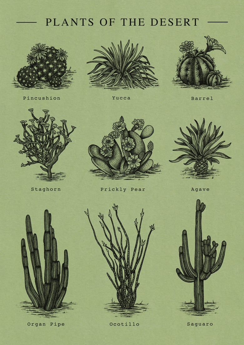 Image of Plants Of The Desert