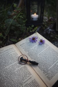 Image 2 of Shadow Mushroom