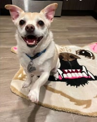 Image 3 of Design your own Pet Portrait Rug