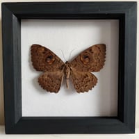 Framed - Macrops Owlet Moth