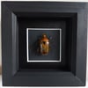 Framed - Flammea Flower Beetle (Orange)