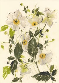 Japanese anemones no. 2