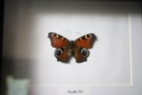 Image 2 of Peacock Butterfly