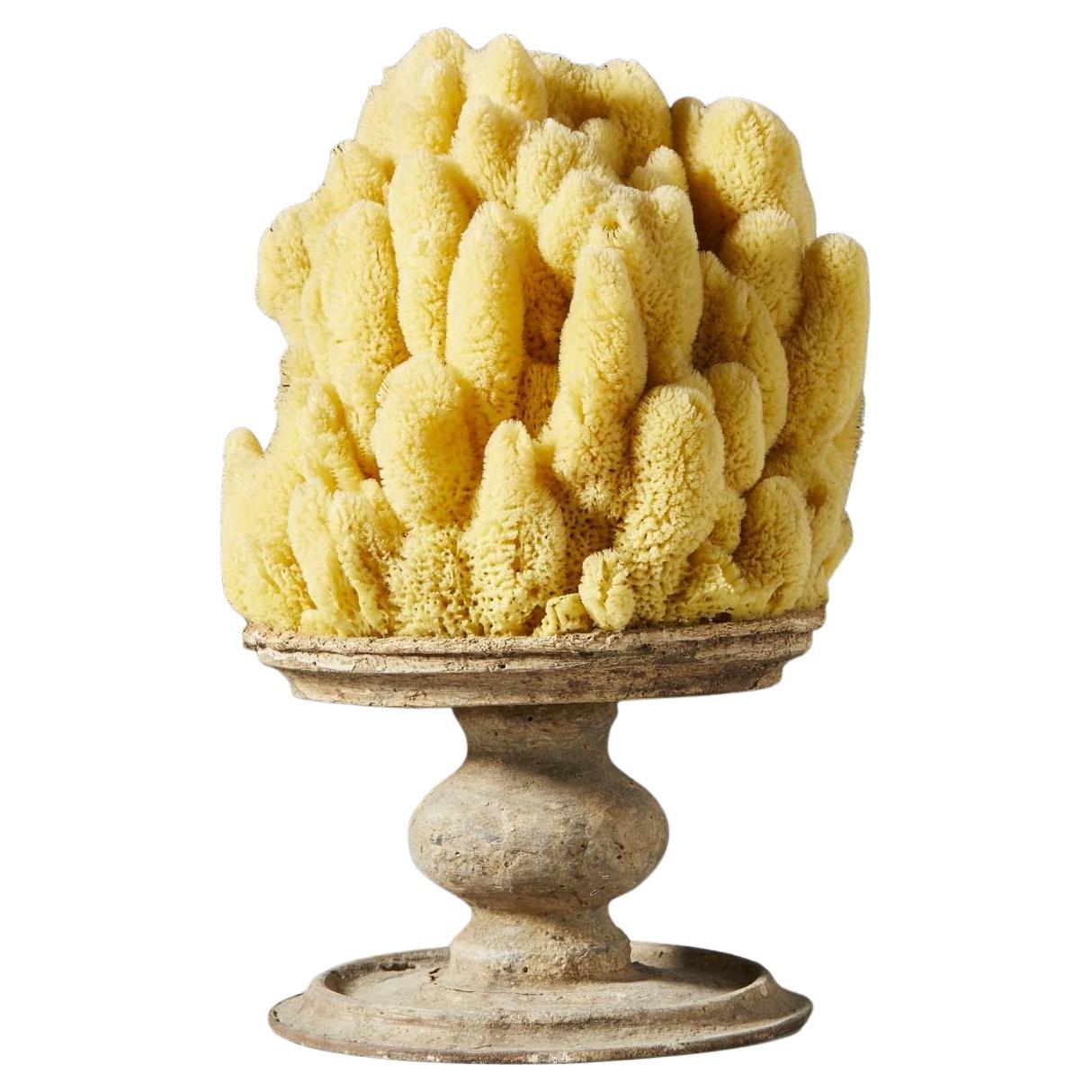 Image of Naturalia Specimen - Marine Sponge on an antique socle