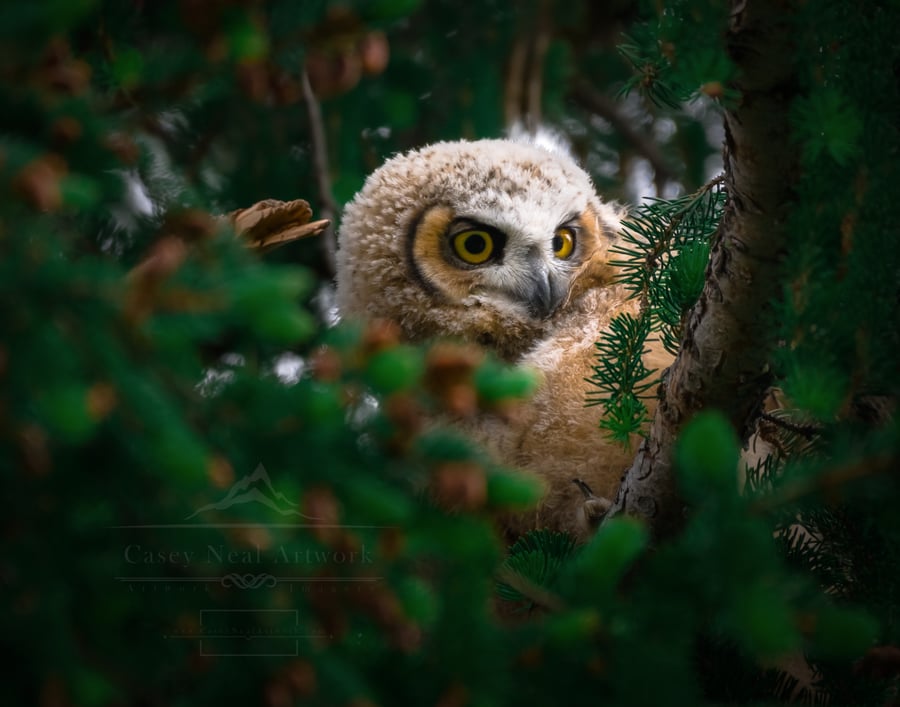 Image of Great Horned Owlet