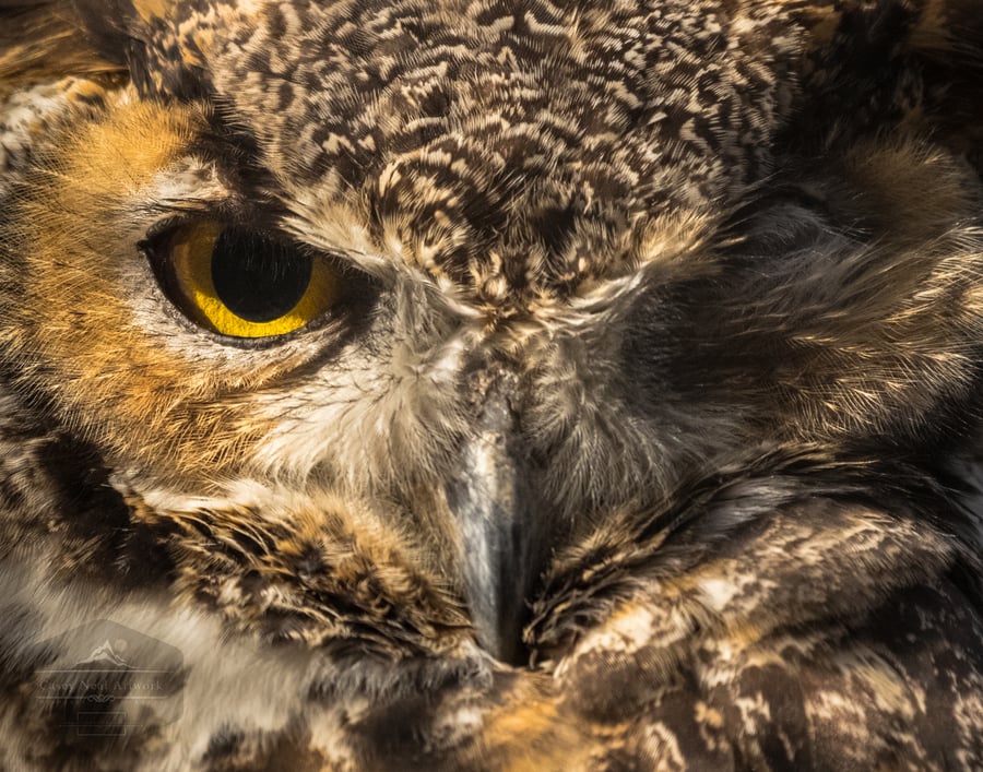 Image of One Eyed Owl
